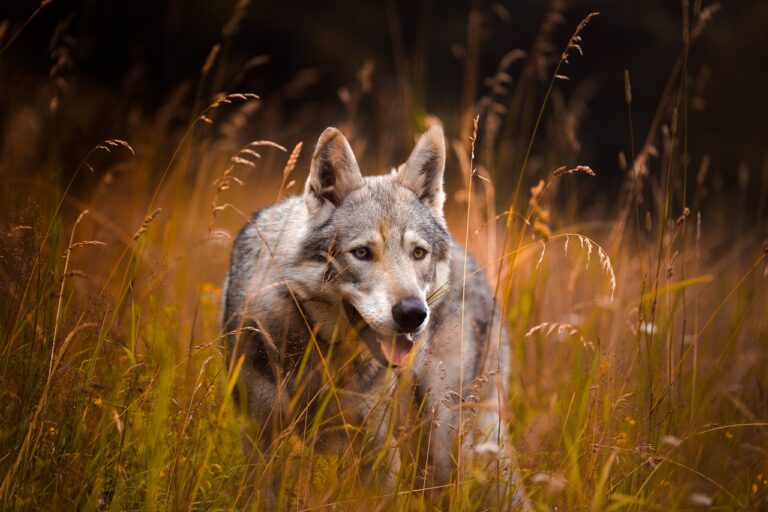 wolf, animal, field-5426114.jpg